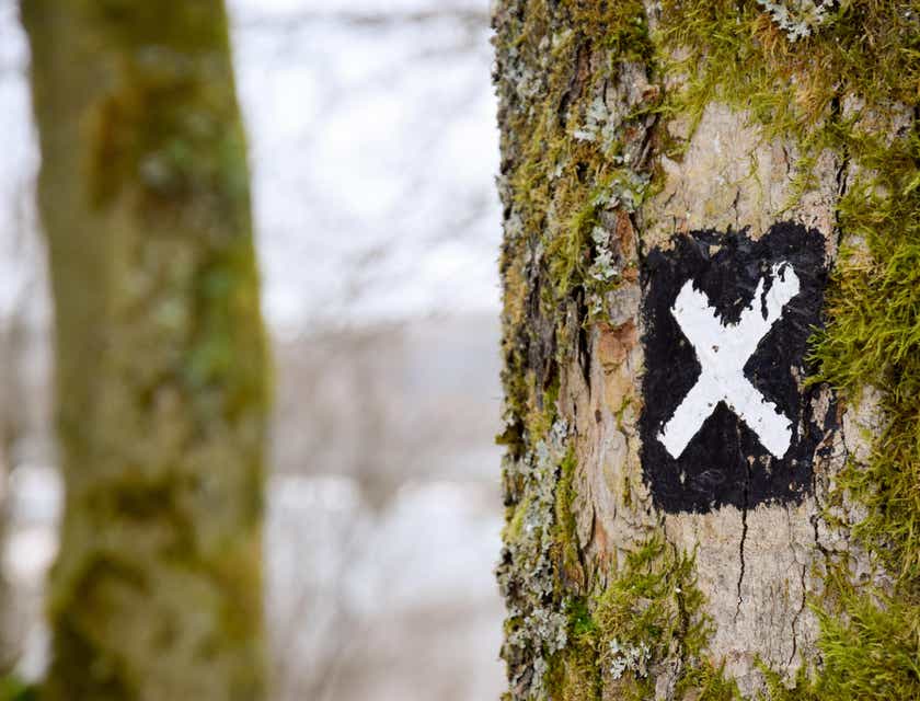 Uma letra "X" em branco em um quadrado preto pintado no tronco de uma árvore.