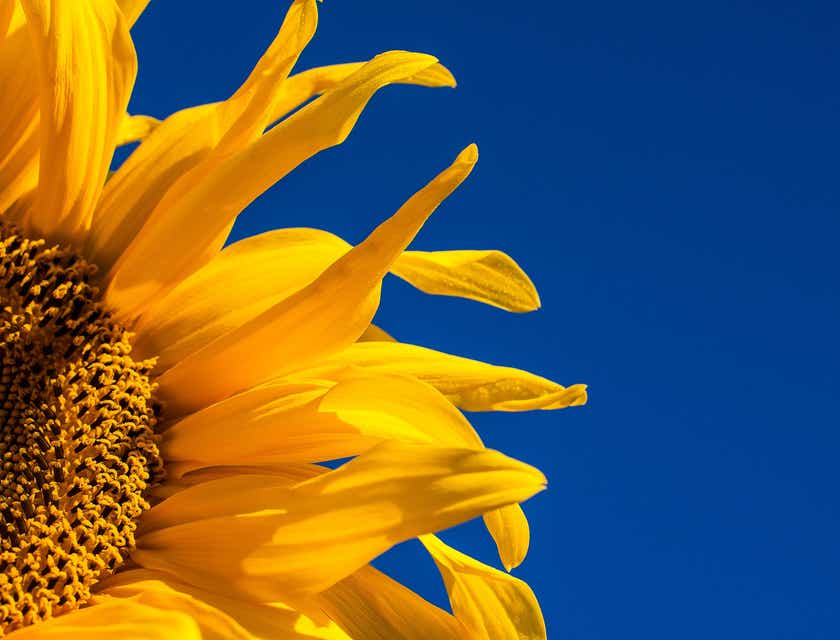 Eine gelbe Sonnenblume vor einem wolkenlosen, blauen Himmel.